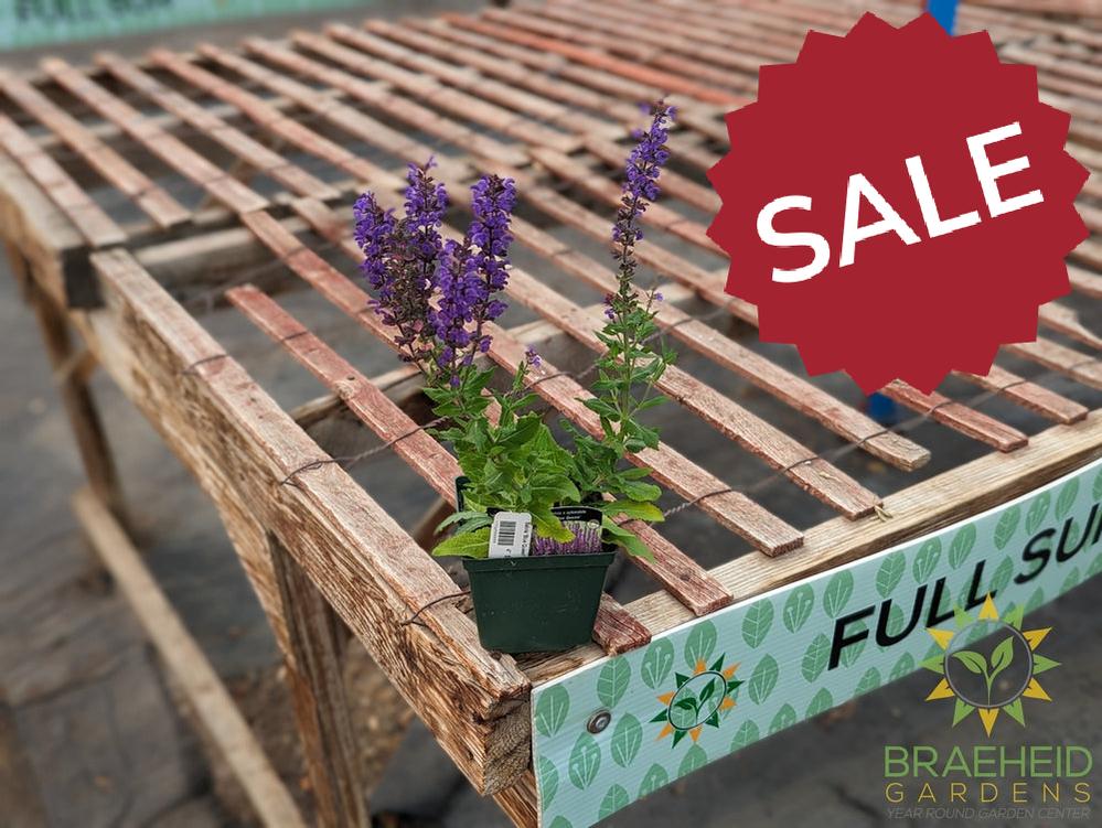 Salvia 'Blue Queen' (Perennial) - NO SHIP -