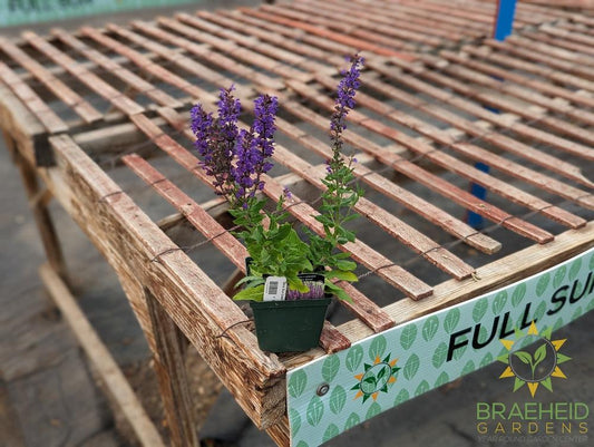 Salvia 'Blue Queen' (Perennial) - NO SHIP -