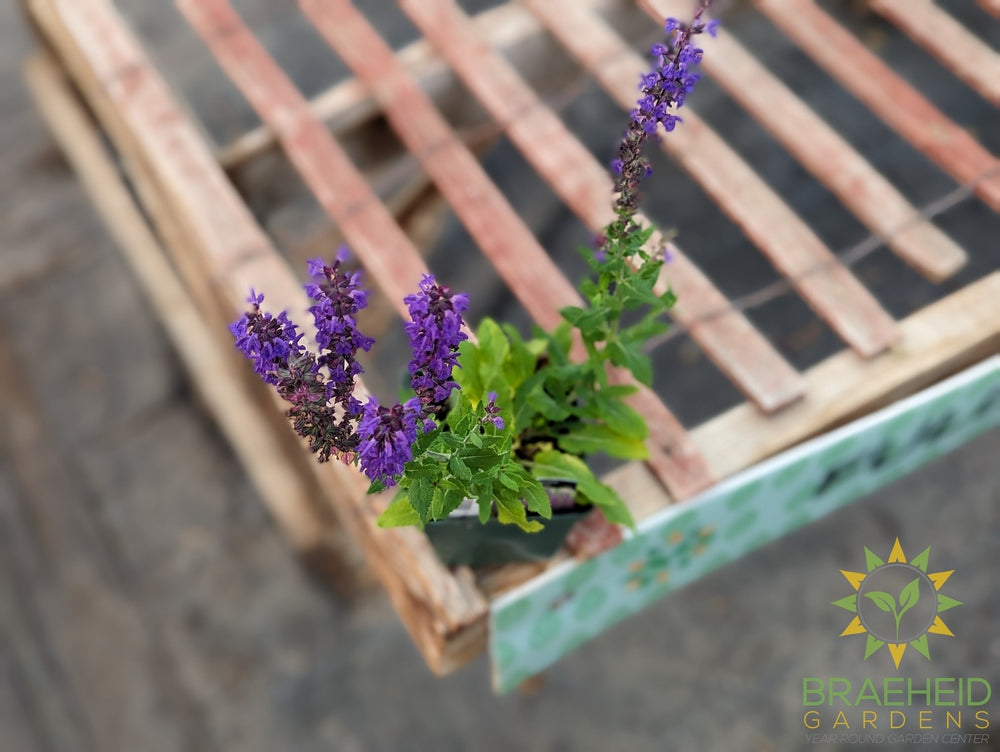Salvia 'Blue Queen' (Perennial) - NO SHIP -