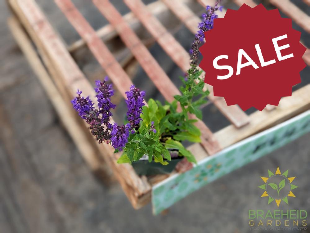 Salvia 'Blue Queen' (Perennial) - NO SHIP -