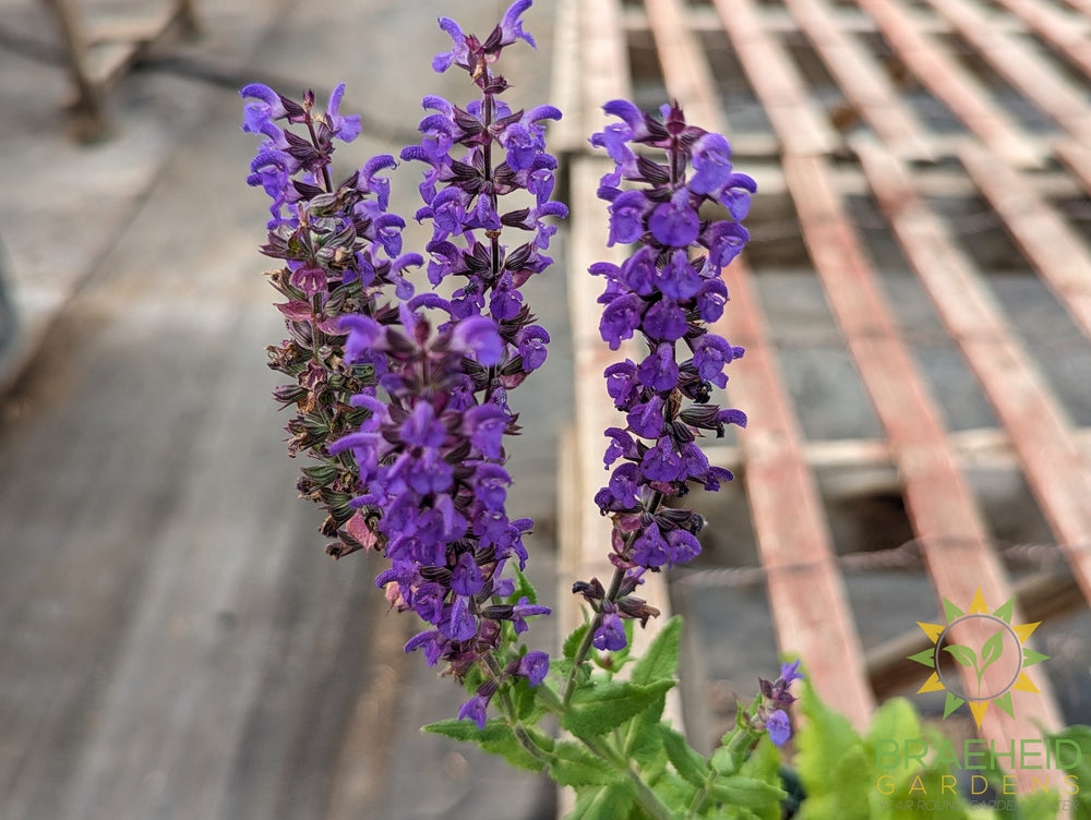 Salvia 'Blue Queen' (Perennial) - NO SHIP -