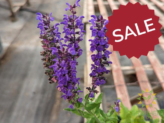 Salvia 'Blue Queen' (Perennial) - NO SHIP -