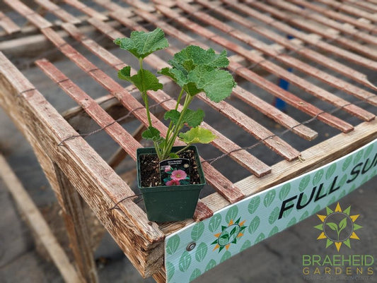 Hollyhock 'Radiant Rose' - NO SHIP -