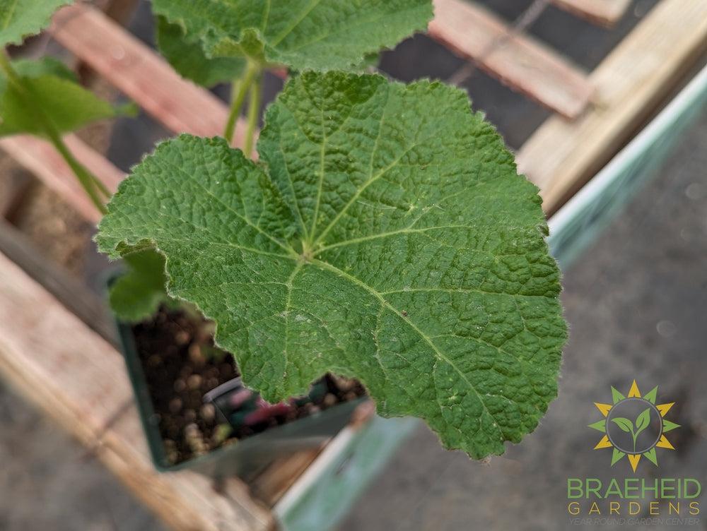 Hollyhock 'Radiant Rose' - NO SHIP -