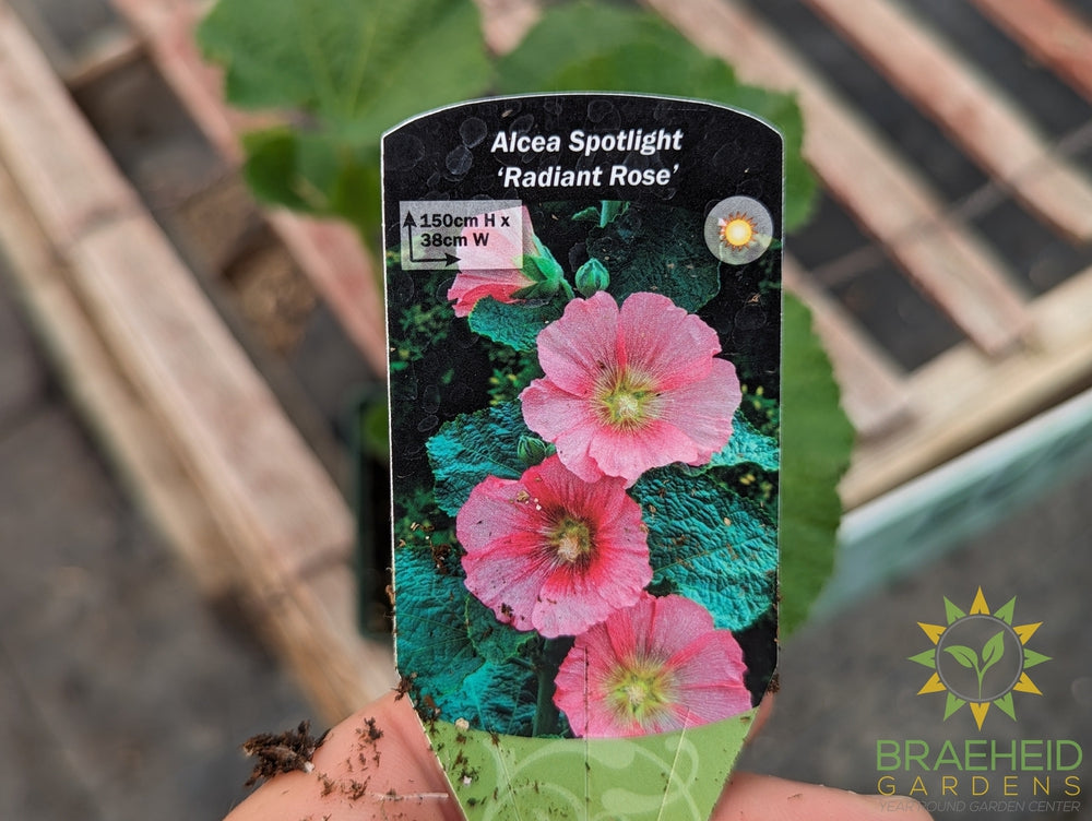 Hollyhock 'Radiant Rose' - NO SHIP -