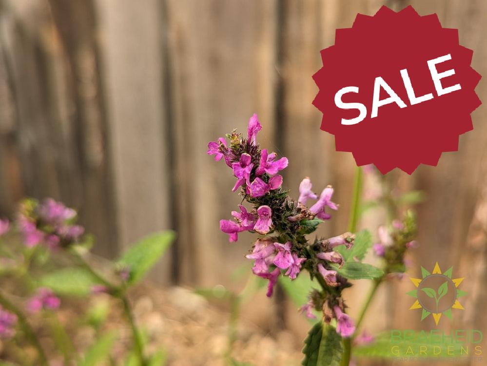 Stachys monieri Alpine Betony