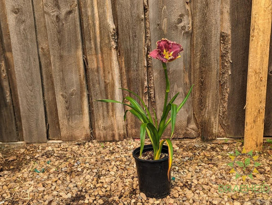 Daylily 'Catcher In The Eye ' - NO SHIP -