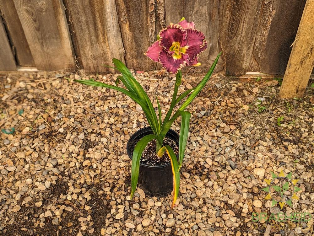 Daylily 'Catcher In The Eye ' - NO SHIP -