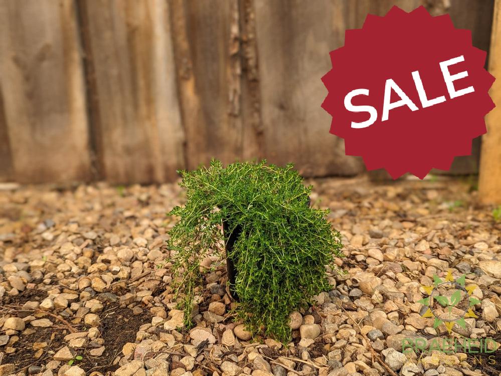 Thymus white Creeping Thyme -NO SHIP-