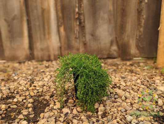 Thymus white Creeping Thyme -NO SHIP-