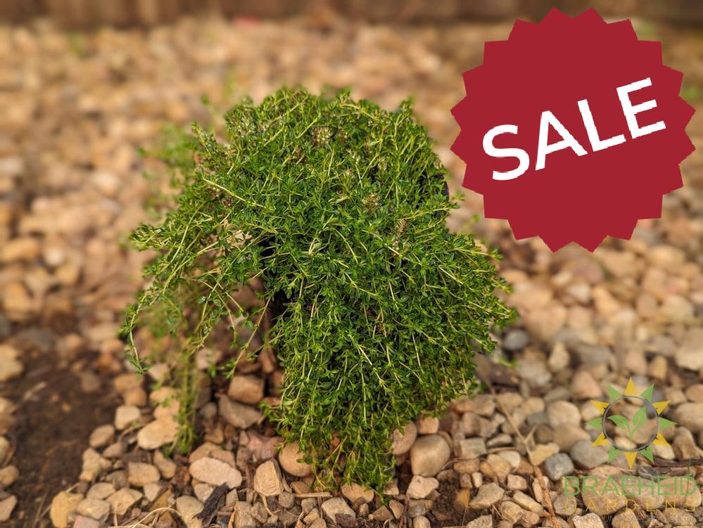 Thymus white Creeping Thyme -NO SHIP-