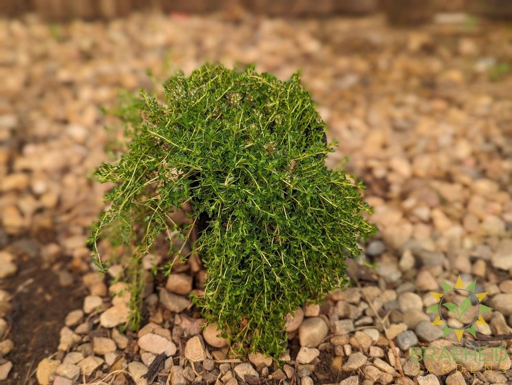 Thymus white Creeping Thyme -NO SHIP-
