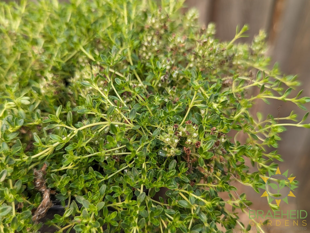 Thymus white Creeping Thyme -NO SHIP-