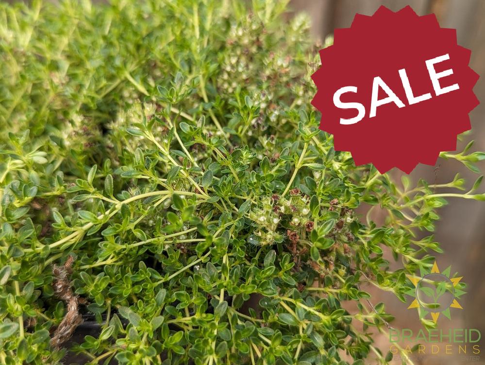 Thymus white Creeping Thyme -NO SHIP-