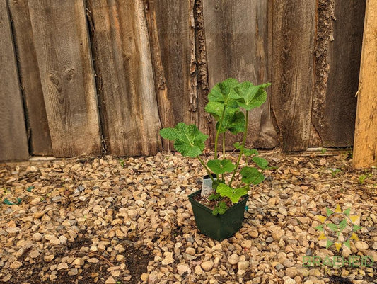 Hollyhock 'Mars Magic' - NO SHIP -