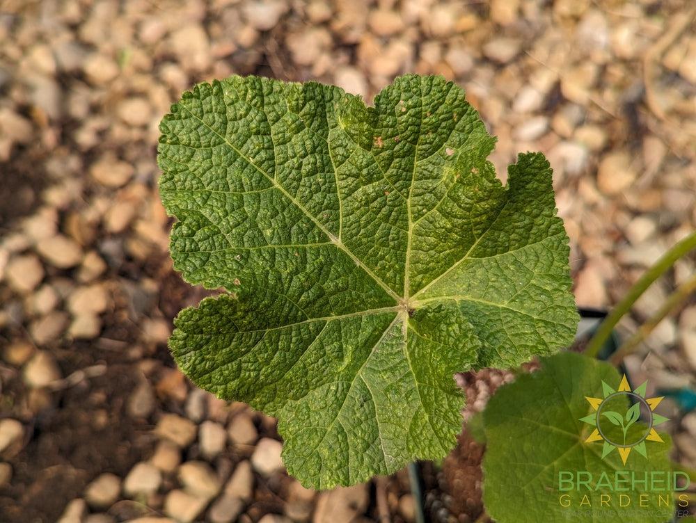 Hollyhock 'Mars Magic' - NO SHIP -