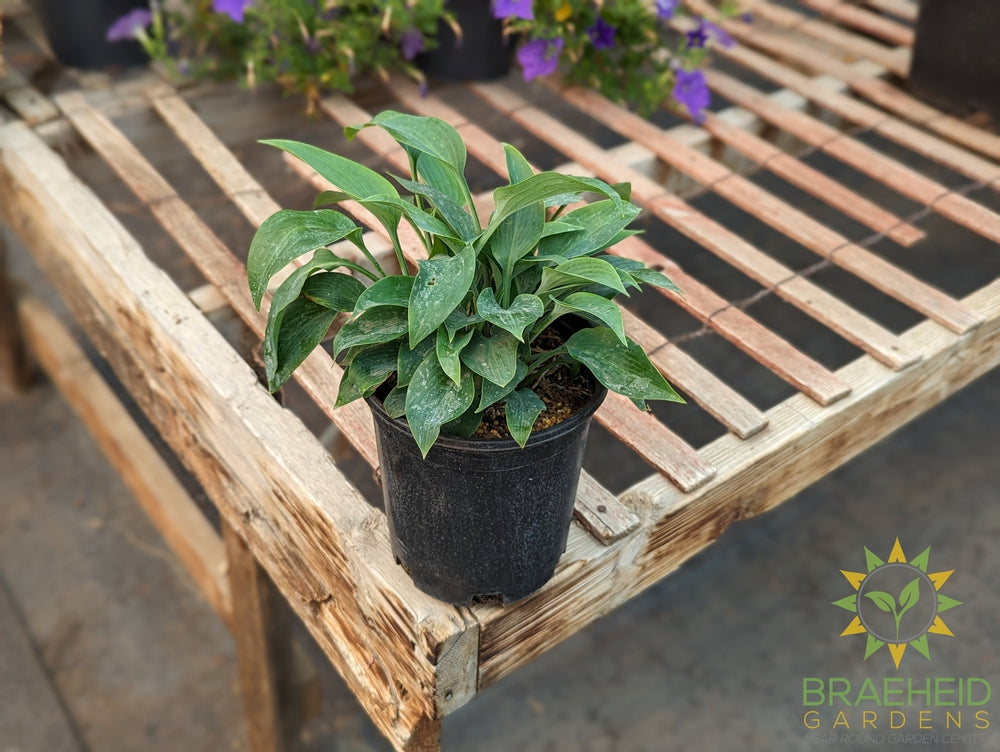 Canadian Blue Hosta - NO SHIP -