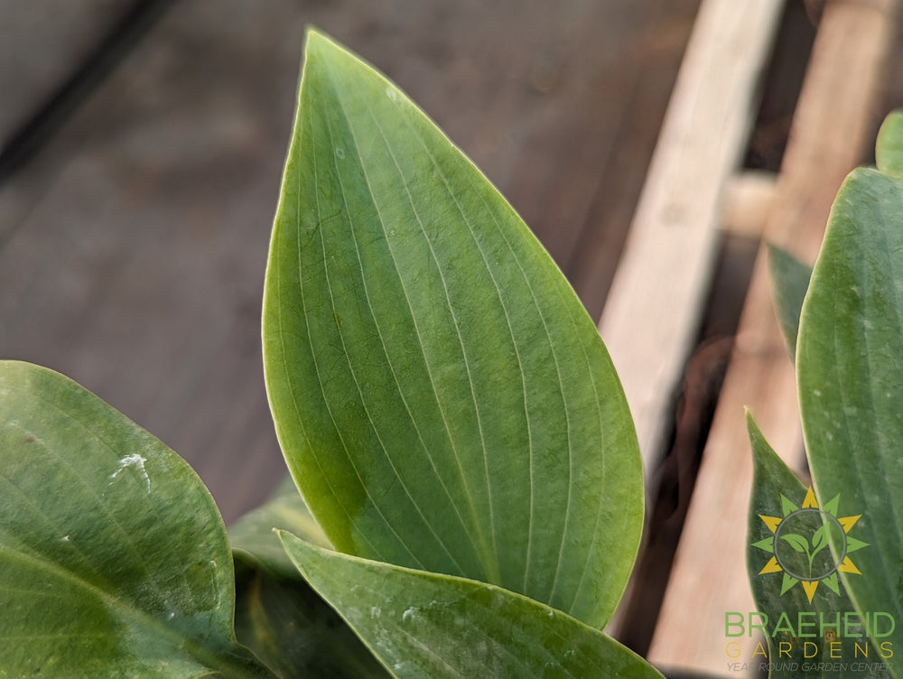 Canadian Blue Hosta - NO SHIP -
