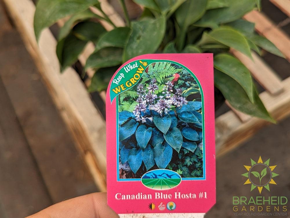 Canadian Blue Hosta - NO SHIP -