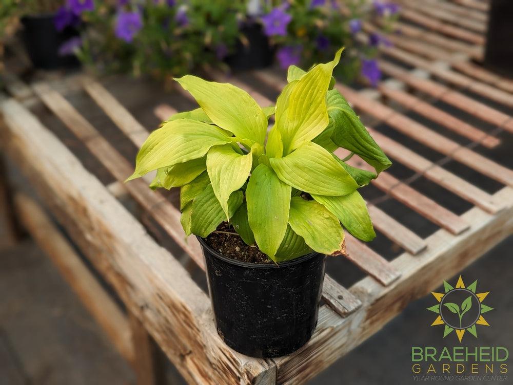 Hosta 'Dancing Queen' - NO SHIP -