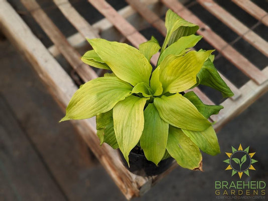 Hosta 'Dancing Queen' - NO SHIP -