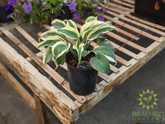Blue Ivory Hosta - NO SHIP