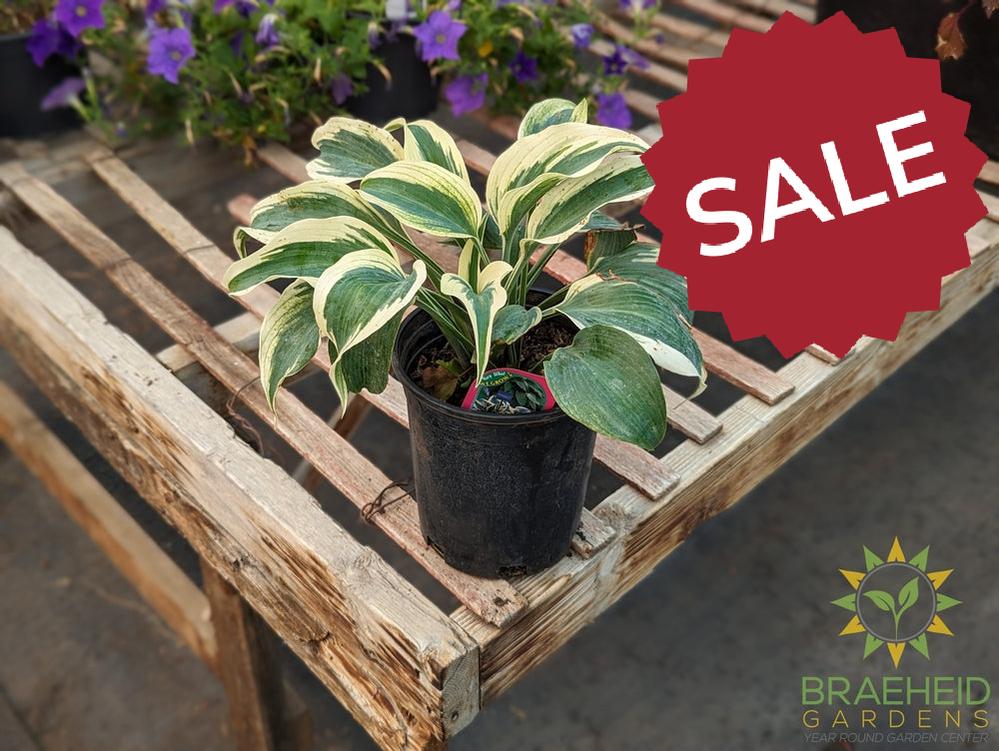 Blue Ivory Hosta - NO SHIP