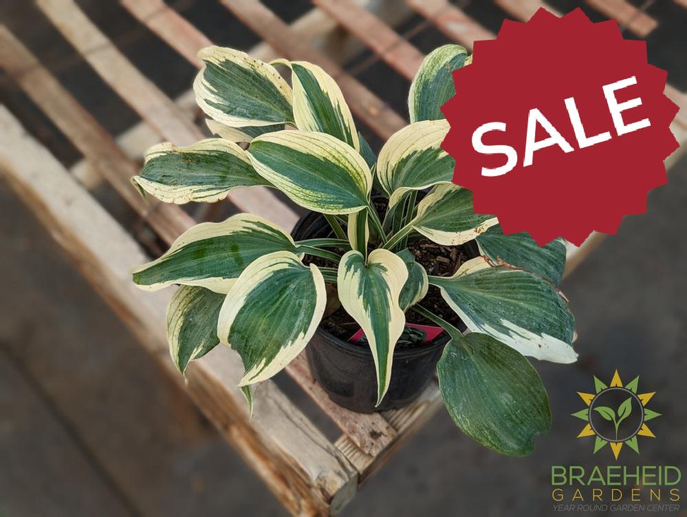 Blue Ivory Hosta - NO SHIP