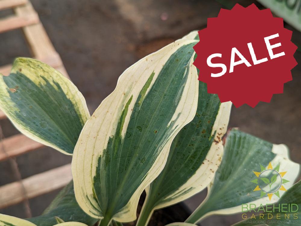 Blue Ivory Hosta - NO SHIP