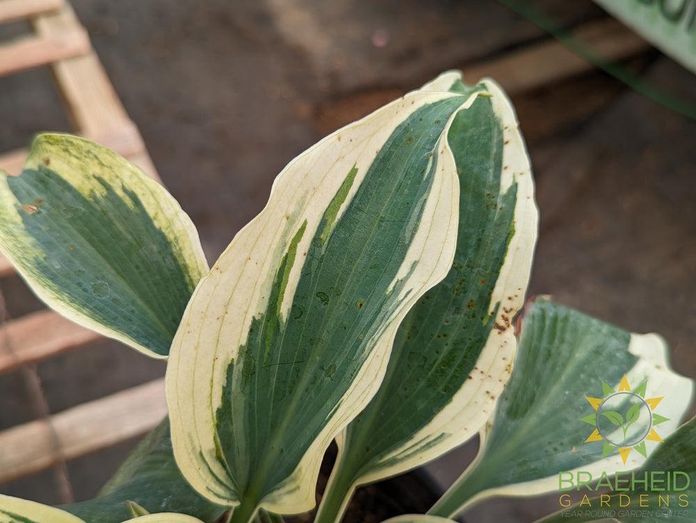 Blue Ivory Hosta - NO SHIP
