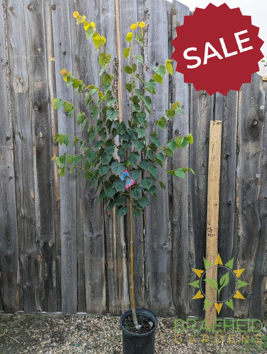Greenspire® Linden- Tree for sale, Grown in Grande Prairie -Braeheid Gardens Ltd. on Emerson Trail