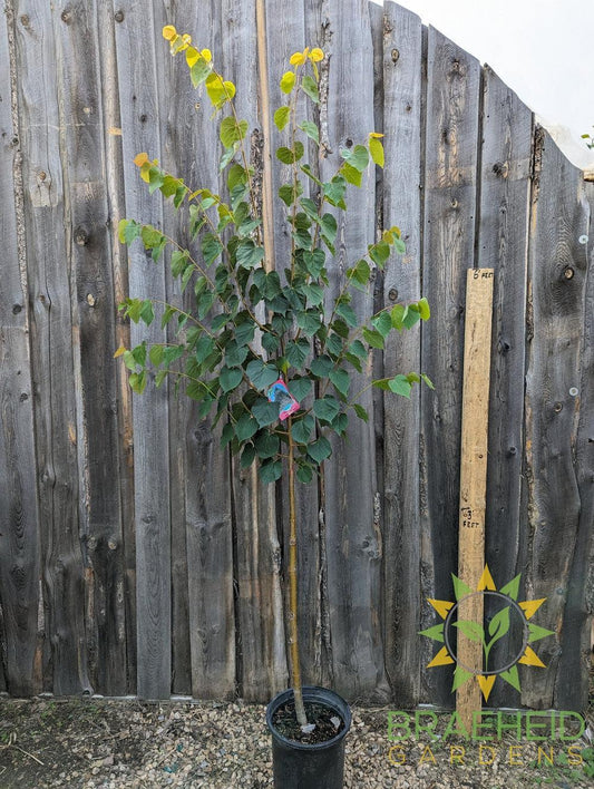 Greenspire® Linden- Tree for sale, Grown in Grande Prairie -Braeheid Gardens Ltd. on Emerson Trail