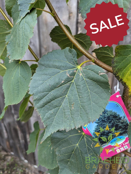 Greenspire® Linden- Tree for sale, Grown in Grande Prairie -Braeheid Gardens Ltd. on Emerson Trail