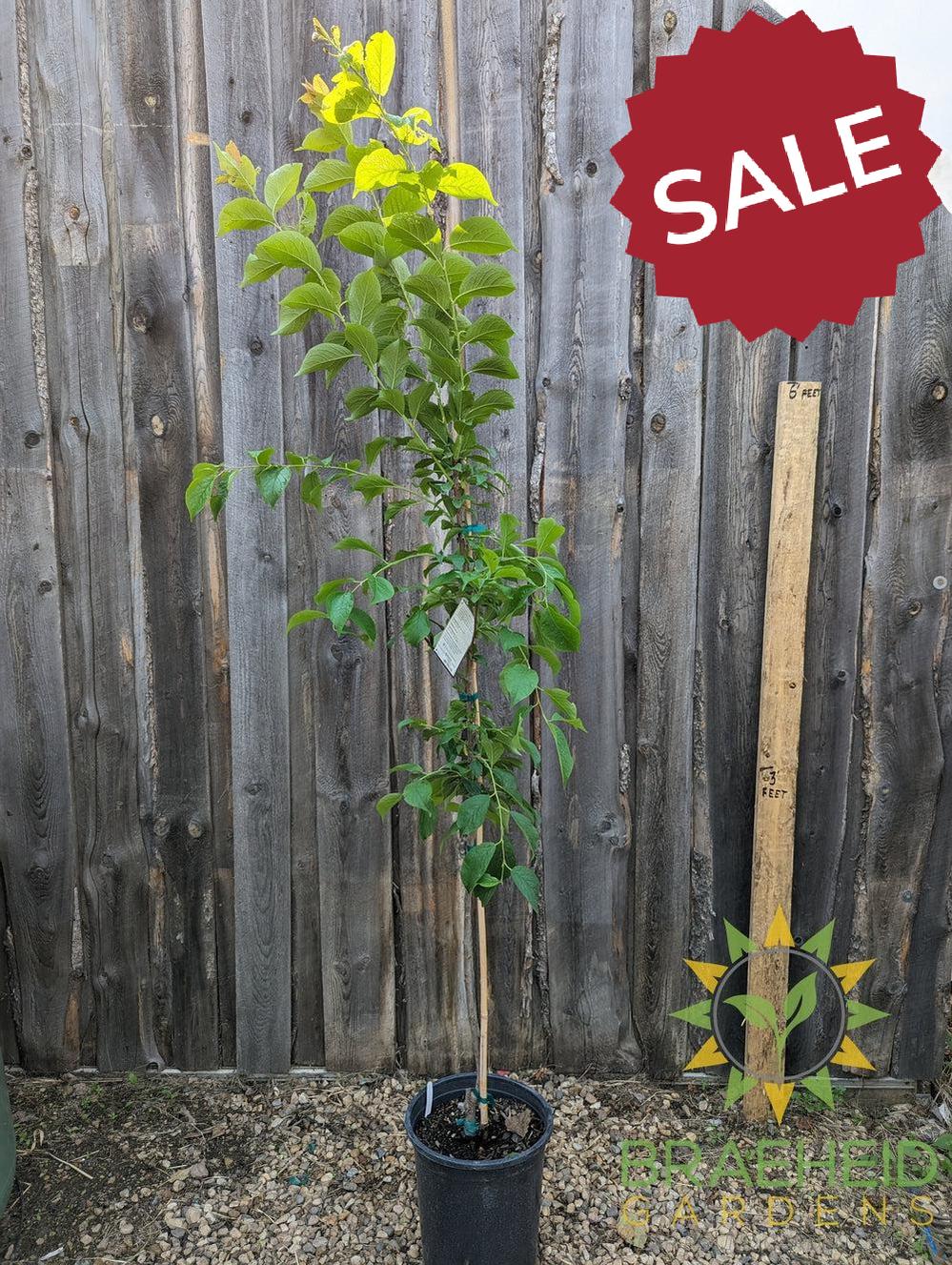 Brookgold Plum- Tree for sale, Grown in Grande Prairie -Braeheid Gardens Ltd. on Emerson Trail