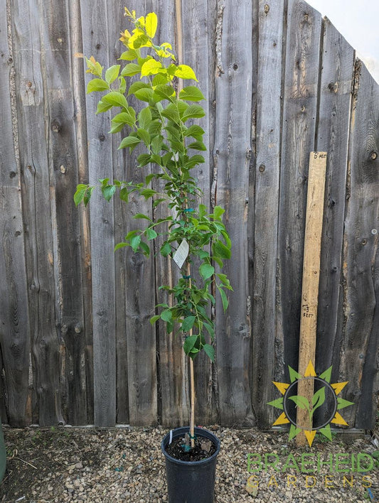 Brookgold Plum- Tree for sale, Grown in Grande Prairie -Braeheid Gardens Ltd. on Emerson Trail