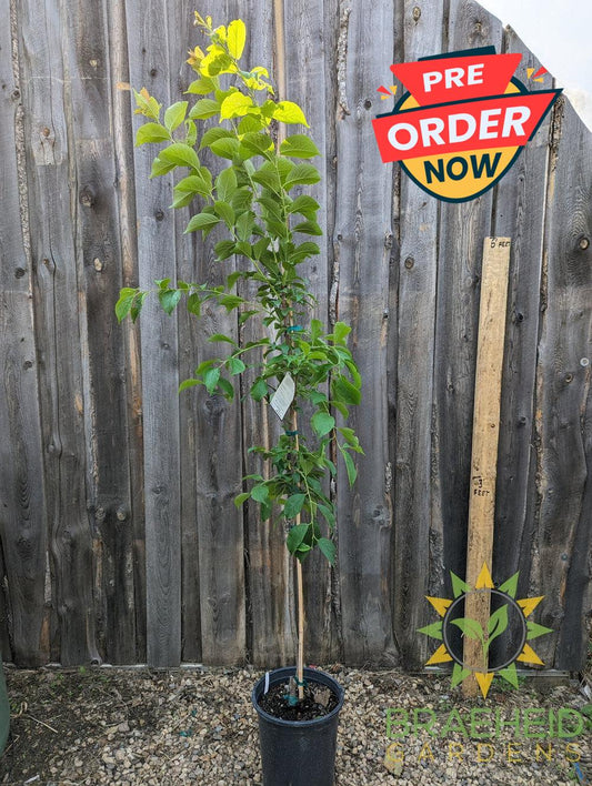 Brookgold Plum- Tree for sale, Grown in Grande Prairie -Braeheid Gardens Ltd. on Emerson Trail