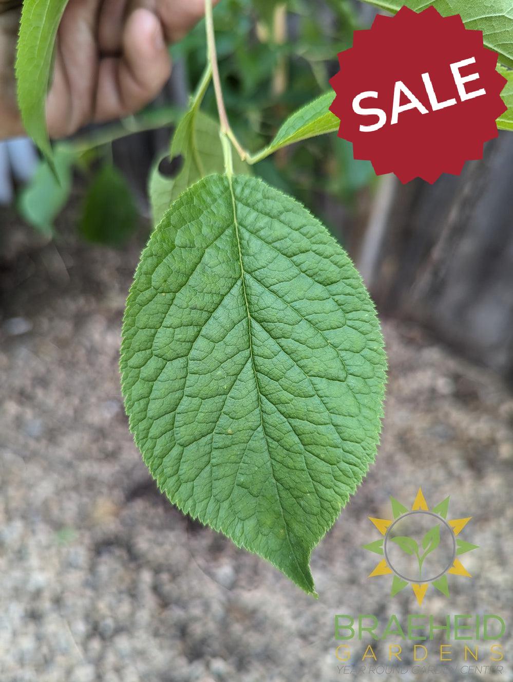 Brookgold Plum- Tree for sale, Grown in Grande Prairie -Braeheid Gardens Ltd. on Emerson Trail