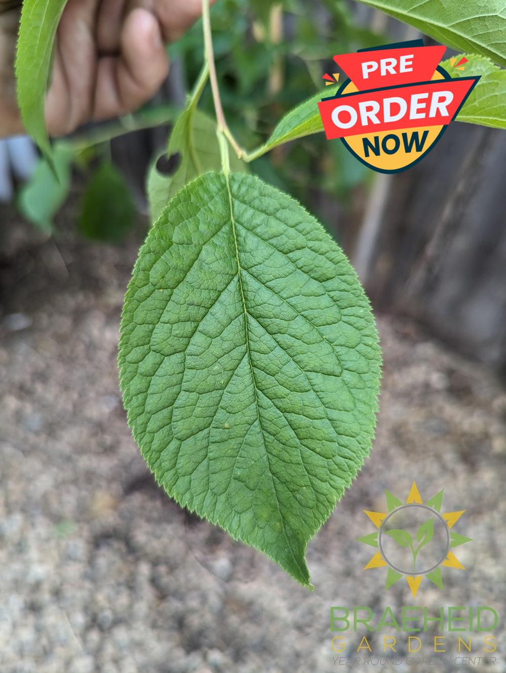 Brookgold Plum- Tree for sale, Grown in Grande Prairie -Braeheid Gardens Ltd. on Emerson Trail