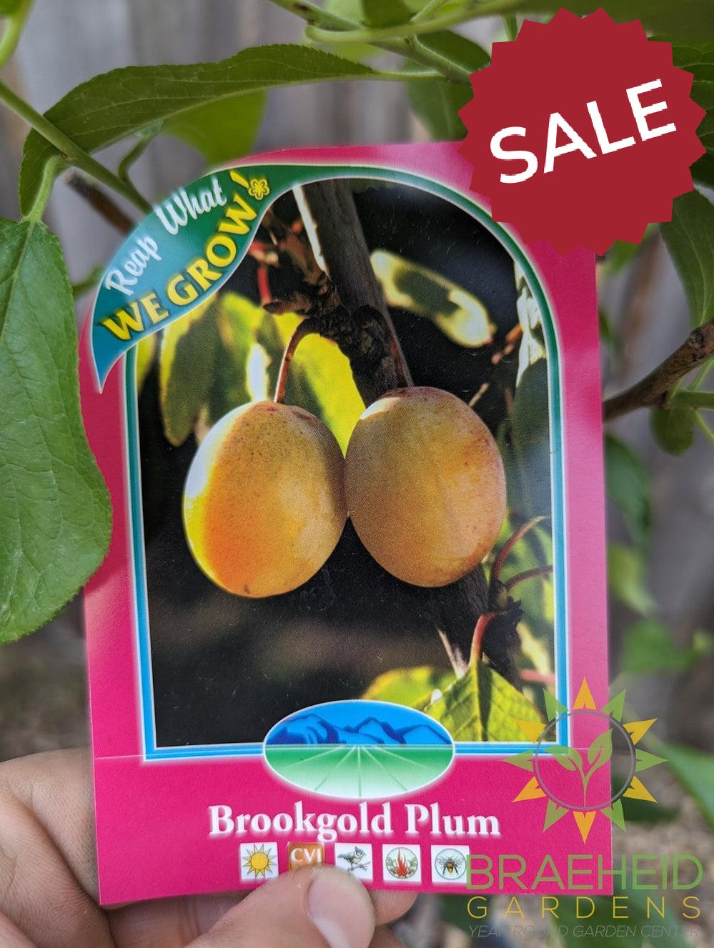 Brookgold Plum- Tree for sale, Grown in Grande Prairie -Braeheid Gardens Ltd. on Emerson Trail