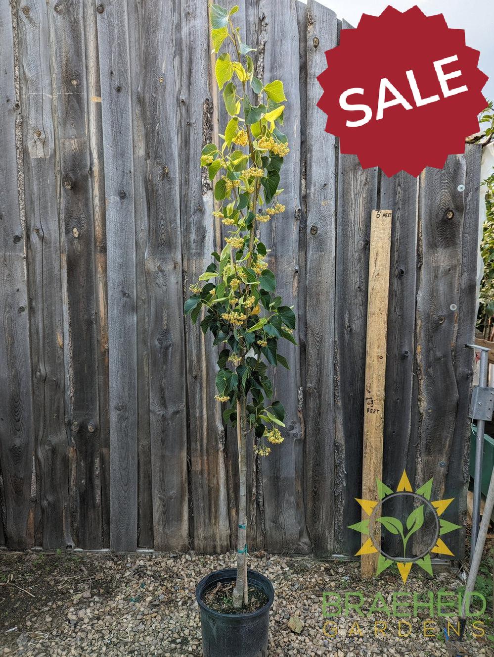 Dropmore Linden- Tree for sale, Grown in Grande Prairie -Braeheid Gardens Ltd. on Emerson Trail