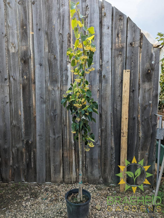Dropmore Linden- Tree for sale, Grown in Grande Prairie -Braeheid Gardens Ltd. on Emerson Trail