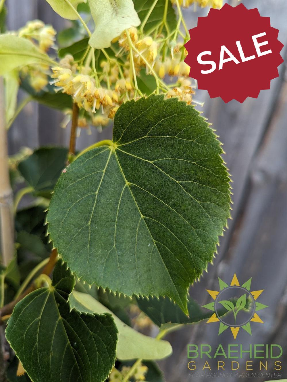 Dropmore Linden- Tree for sale, Grown in Grande Prairie -Braeheid Gardens Ltd. on Emerson Trail