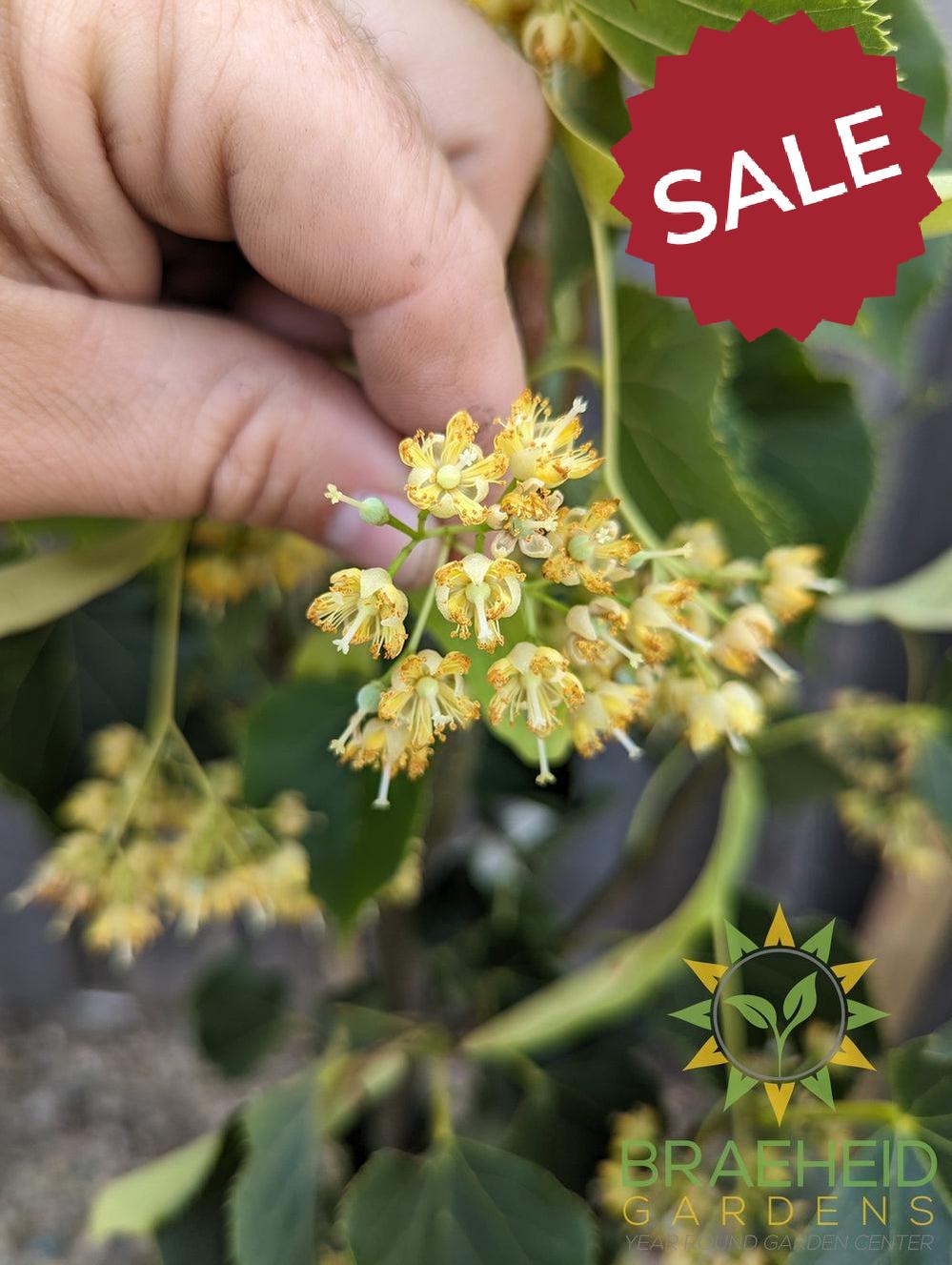 Dropmore Linden- Tree for sale, Grown in Grande Prairie -Braeheid Gardens Ltd. on Emerson Trail