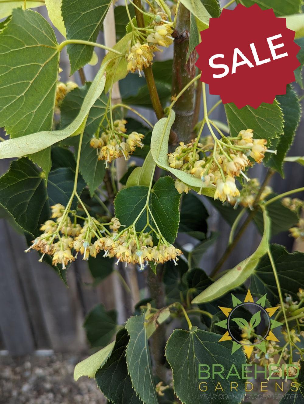 Dropmore Linden- Tree for sale, Grown in Grande Prairie -Braeheid Gardens Ltd. on Emerson Trail