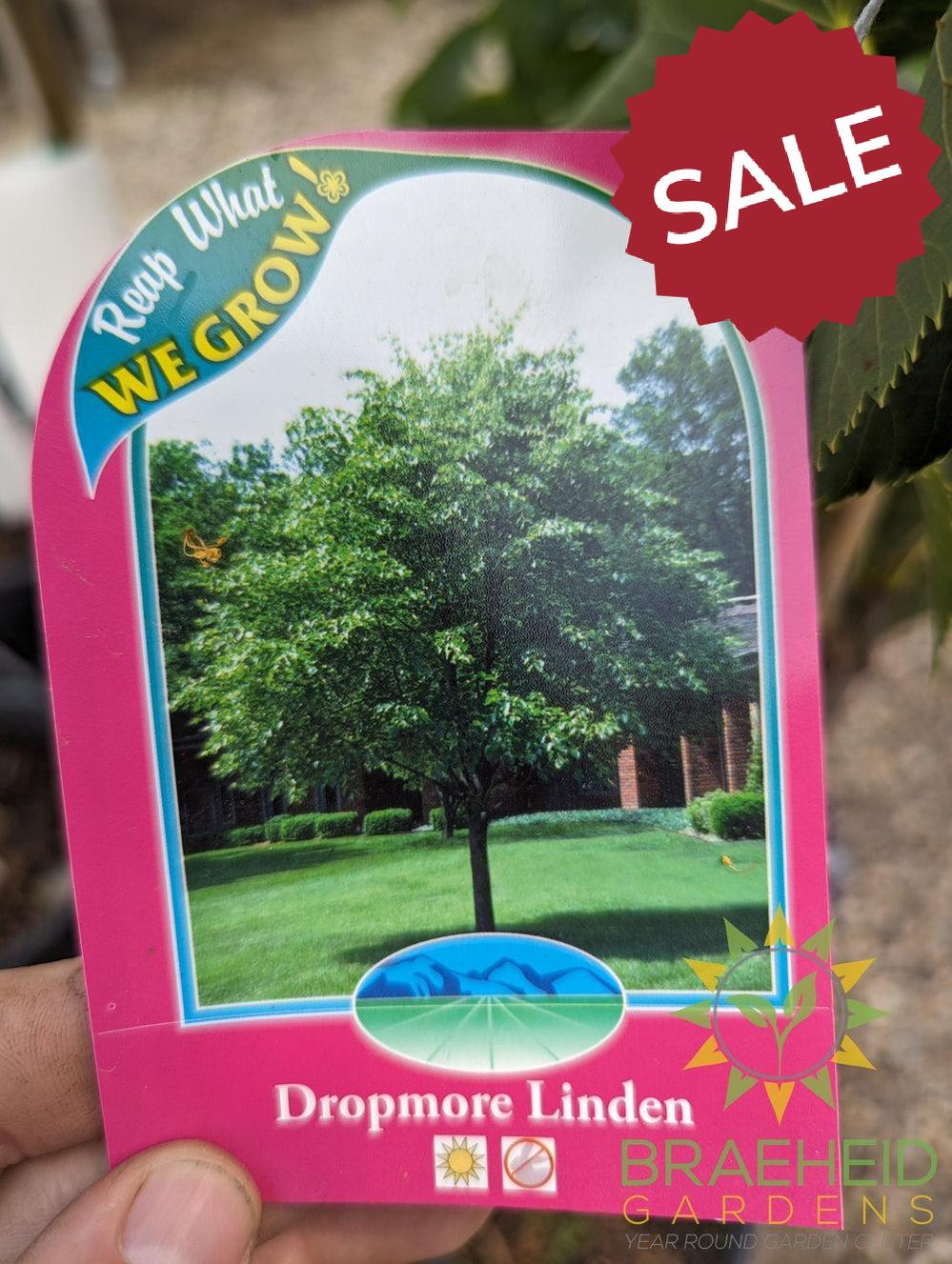Dropmore Linden- Tree for sale, Grown in Grande Prairie -Braeheid Gardens Ltd. on Emerson Trail