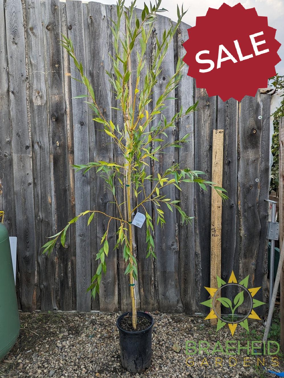 Prairie Cascade Weeping Willow- Tree for sale, Grown in Grande Prairie -Braeheid Gardens Ltd. on Emerson Trail