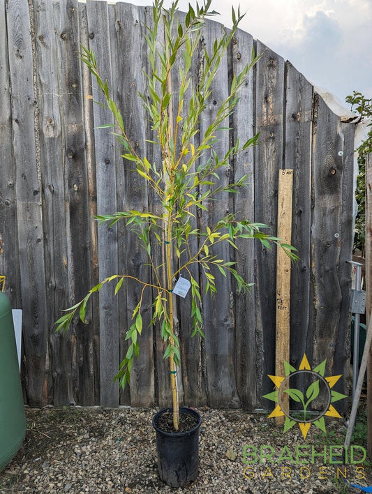 Prairie Cascade Weeping Willow- Tree for sale, Grown in Grande Prairie -Braeheid Gardens Ltd. on Emerson Trail