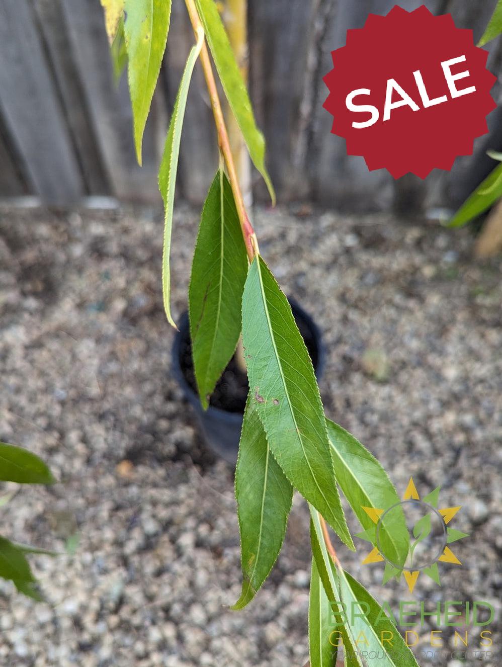 Prairie Cascade Weeping Willow- Tree for sale, Grown in Grande Prairie -Braeheid Gardens Ltd. on Emerson Trail