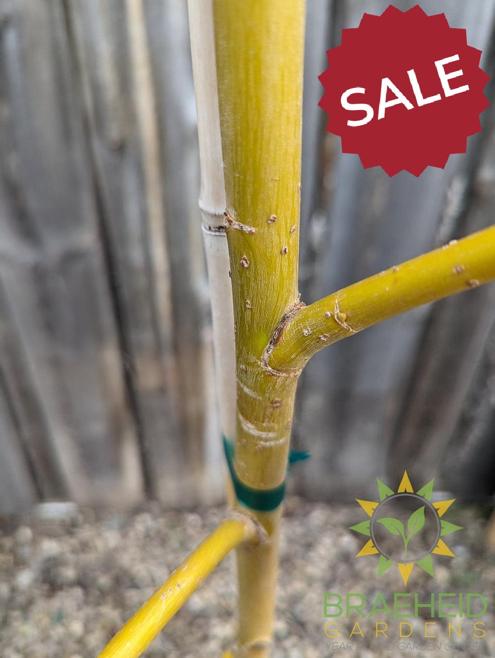 Prairie Cascade Weeping Willow- Tree for sale, Grown in Grande Prairie -Braeheid Gardens Ltd. on Emerson Trail
