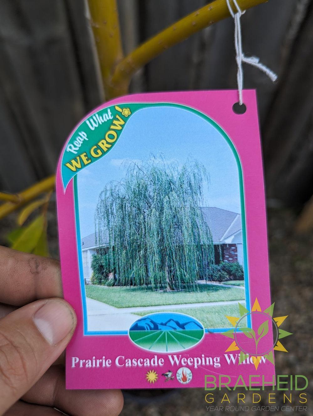 Prairie Cascade Weeping Willow- Tree for sale, Grown in Grande Prairie -Braeheid Gardens Ltd. on Emerson Trail